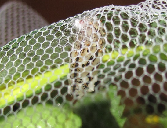 Allevamento di Melitaea didyma su Rhinanthus alectorolophus